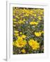 California, Anza Borrego Desert State Park, Desert Sunflowers-Christopher Talbot Frank-Framed Photographic Print