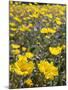 California, Anza Borrego Desert State Park, Desert Sunflowers-Christopher Talbot Frank-Mounted Photographic Print