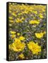 California, Anza Borrego Desert State Park, Desert Sunflowers-Christopher Talbot Frank-Framed Stretched Canvas