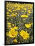 California, Anza Borrego Desert State Park, Desert Sunflowers-Christopher Talbot Frank-Framed Photographic Print