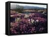 California, Anza Borrego Desert State Park, Desert Wildflowers-Christopher Talbot Frank-Framed Stretched Canvas