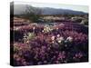 California, Anza Borrego Desert State Park, Desert Wildflowers-Christopher Talbot Frank-Stretched Canvas