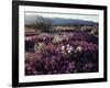 California, Anza Borrego Desert State Park, Desert Wildflowers-Christopher Talbot Frank-Framed Photographic Print