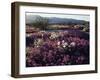 California, Anza Borrego Desert State Park, Desert Wildflowers-Christopher Talbot Frank-Framed Photographic Print