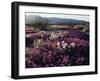 California, Anza Borrego Desert State Park, Desert Wildflowers-Christopher Talbot Frank-Framed Photographic Print