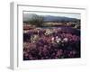 California, Anza Borrego Desert State Park, Desert Wildflowers-Christopher Talbot Frank-Framed Photographic Print