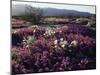 California, Anza Borrego Desert State Park, Desert Wildflowers-Christopher Talbot Frank-Mounted Photographic Print