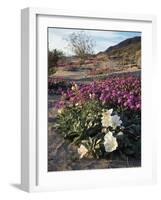 California, Anza Borrego Desert State Park, Desert Wildflowers-Christopher Talbot Frank-Framed Photographic Print