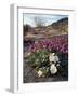 California, Anza Borrego Desert State Park, Desert Wildflowers-Christopher Talbot Frank-Framed Photographic Print