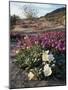 California, Anza Borrego Desert State Park, Desert Wildflowers-Christopher Talbot Frank-Mounted Photographic Print