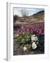 California, Anza Borrego Desert State Park, Desert Wildflowers-Christopher Talbot Frank-Framed Photographic Print