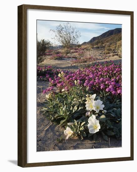 California, Anza Borrego Desert State Park, Desert Wildflowers-Christopher Talbot Frank-Framed Photographic Print