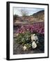 California, Anza Borrego Desert State Park, Desert Wildflowers-Christopher Talbot Frank-Framed Photographic Print