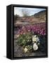 California, Anza Borrego Desert State Park, Desert Wildflowers-Christopher Talbot Frank-Framed Stretched Canvas