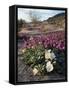 California, Anza Borrego Desert State Park, Desert Wildflowers-Christopher Talbot Frank-Framed Stretched Canvas