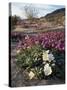 California, Anza Borrego Desert State Park, Desert Wildflowers-Christopher Talbot Frank-Stretched Canvas