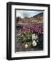 California, Anza Borrego Desert State Park, Desert Wildflowers-Christopher Talbot Frank-Framed Photographic Print