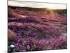 California, Anza Borrego Desert State Park, Desert Wildflowers-Christopher Talbot Frank-Mounted Photographic Print