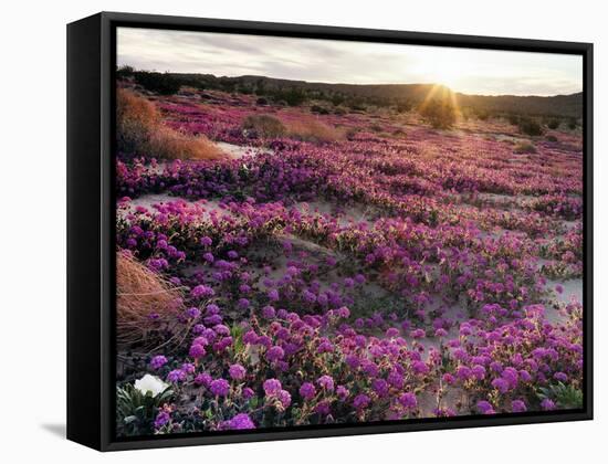 California, Anza Borrego Desert State Park, Desert Wildflowers-Christopher Talbot Frank-Framed Stretched Canvas