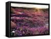 California, Anza Borrego Desert State Park, Desert Wildflowers-Christopher Talbot Frank-Framed Stretched Canvas