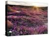 California, Anza Borrego Desert State Park, Desert Wildflowers-Christopher Talbot Frank-Stretched Canvas