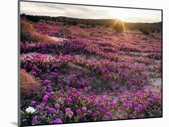 California, Anza Borrego Desert State Park, Desert Wildflowers-Christopher Talbot Frank-Mounted Photographic Print