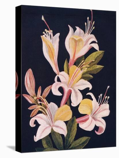 'California Azalea',  c1915, (1915)-Emma Graham Clock-Stretched Canvas