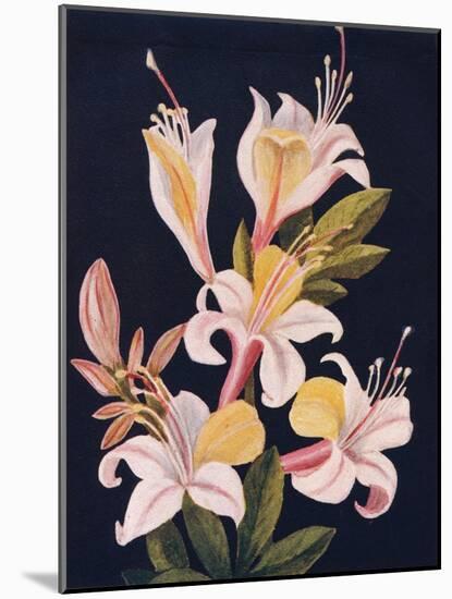 'California Azalea',  c1915, (1915)-Emma Graham Clock-Mounted Giclee Print