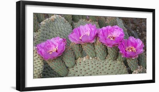 California. Beaver tail cactus, Opuntia basilaris, blooms a brilliant pink in Spring, Joshua Tree N-Brenda Tharp-Framed Photographic Print