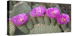 California. Beaver tail cactus, Opuntia basilaris, blooms a brilliant pink in Spring, Joshua Tree N-Brenda Tharp-Stretched Canvas