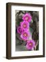 California. Beaver tail cactus, Opuntia basilaris, blooms a brilliant pink in Spring, Joshua Tree N-Brenda Tharp-Framed Photographic Print