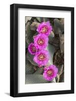 California. Beaver tail cactus, Opuntia basilaris, blooms a brilliant pink in Spring, Joshua Tree N-Brenda Tharp-Framed Photographic Print