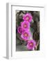 California. Beaver tail cactus, Opuntia basilaris, blooms a brilliant pink in Spring, Joshua Tree N-Brenda Tharp-Framed Photographic Print