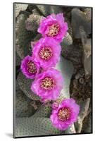 California. Beaver tail cactus, Opuntia basilaris, blooms a brilliant pink in Spring, Joshua Tree N-Brenda Tharp-Mounted Photographic Print