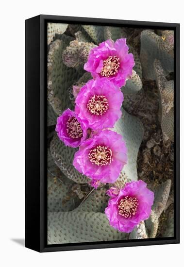 California. Beaver tail cactus, Opuntia basilaris, blooms a brilliant pink in Spring, Joshua Tree N-Brenda Tharp-Framed Stretched Canvas