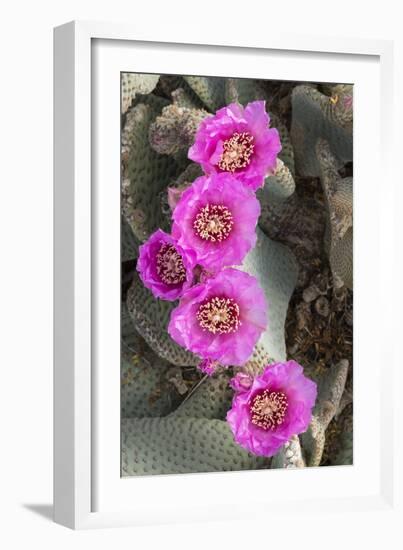 California. Beaver tail cactus, Opuntia basilaris, blooms a brilliant pink in Spring, Joshua Tree N-Brenda Tharp-Framed Photographic Print