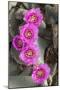 California. Beaver tail cactus, Opuntia basilaris, blooms a brilliant pink in Spring, Joshua Tree N-Brenda Tharp-Mounted Photographic Print
