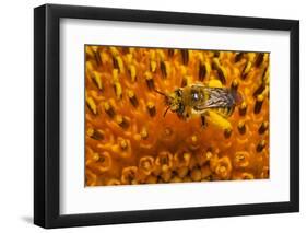 California. Bee Pollinating a Flower-Jaynes Gallery-Framed Photographic Print