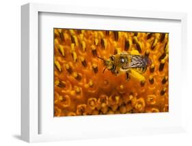 California. Bee Pollinating a Flower-Jaynes Gallery-Framed Photographic Print