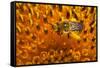 California. Bee Pollinating a Flower-Jaynes Gallery-Framed Stretched Canvas