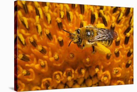 California. Bee Pollinating a Flower-Jaynes Gallery-Stretched Canvas