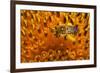 California. Bee Pollinating a Flower-Jaynes Gallery-Framed Photographic Print