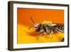 California. Bee Pollinating a Flower-Jaynes Gallery-Framed Photographic Print