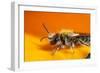 California. Bee Pollinating a Flower-Jaynes Gallery-Framed Photographic Print