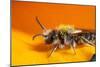 California. Bee Pollinating a Flower-Jaynes Gallery-Mounted Photographic Print