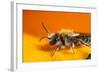 California. Bee Pollinating a Flower-Jaynes Gallery-Framed Photographic Print