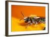 California. Bee Pollinating a Flower-Jaynes Gallery-Framed Photographic Print