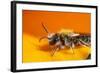 California. Bee Pollinating a Flower-Jaynes Gallery-Framed Photographic Print