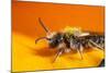 California. Bee Pollinating a Flower-Jaynes Gallery-Mounted Photographic Print