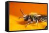 California. Bee Pollinating a Flower-Jaynes Gallery-Framed Stretched Canvas